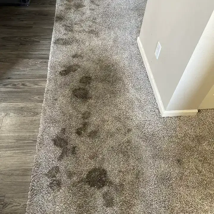 carpet stains remove stains from carpet